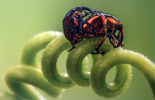 יופי של חיפושית וסליל האהבה – חוויאר אסנר גונסלס דה רואדה (ספרד. צולם במדרונות הר הגעש טונגוראווה. אורכן של החדקוניות הוא מילימטרים ספורים בלבד)